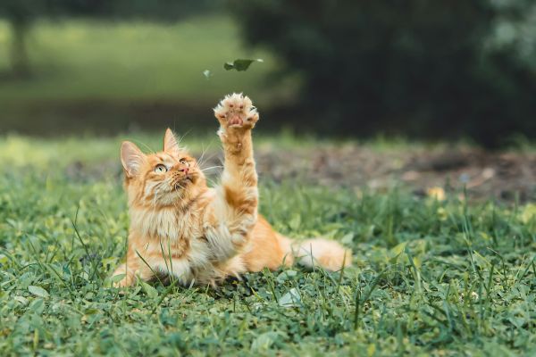 Top 10 lieux d'activités stimulantes pour votre chat en Haute-Savoie