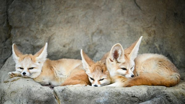 Comment aménager un espace de jeu sécuritaire pour un fennec ?