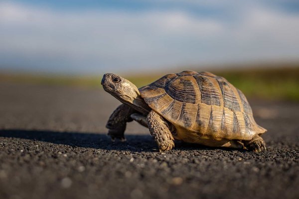 Quels sont les besoins nutritionnels spécifiques des tortues de terre ?