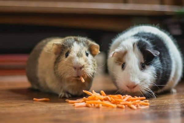 Quels sont les avantages et les inconvénients des différents types de cages pour hamsters ?