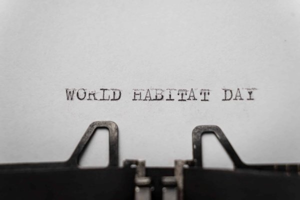 Quels environnements conviennent le mieux aux chats Himalayens ?