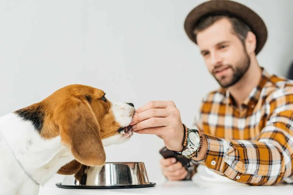 Croquettes pour chien : les facteurs d'achat à retenir