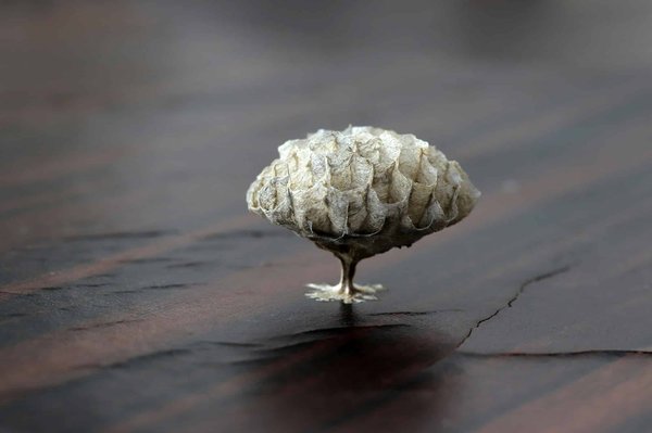 Destruction nid de frelon, les techniques et recommandations