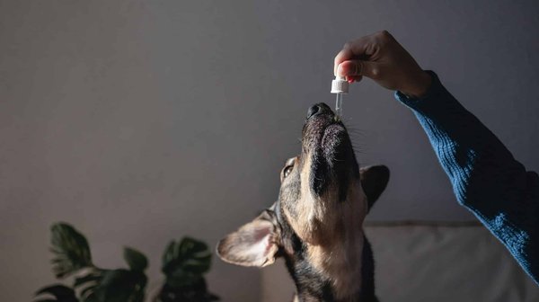 Huile essentielle pour chien : comment faire le meilleur choix ?