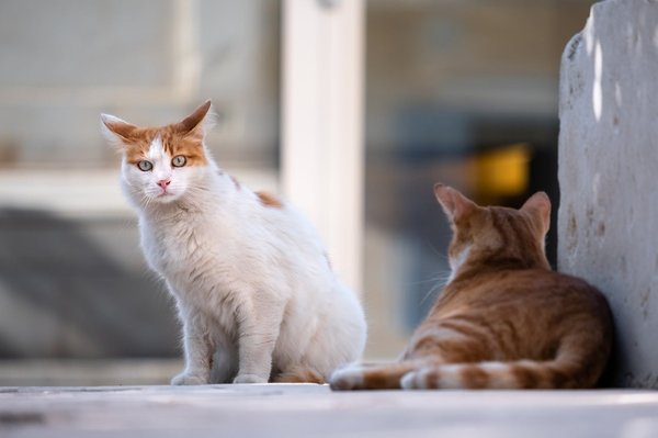 Tout savoir sur les chats : caractère et langage